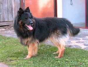 Obrazek